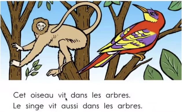 顶点教育｜少儿法语课 French for youth