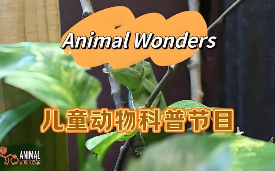 油管热门英文儿童动物科普节目《动物奇观 Animal Wonders》